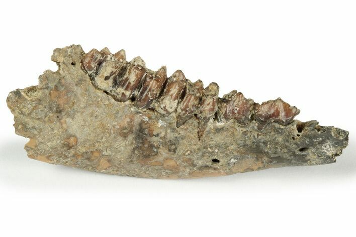 Fossil Early Ungulate (Dremotherium) Jaw - France #218513